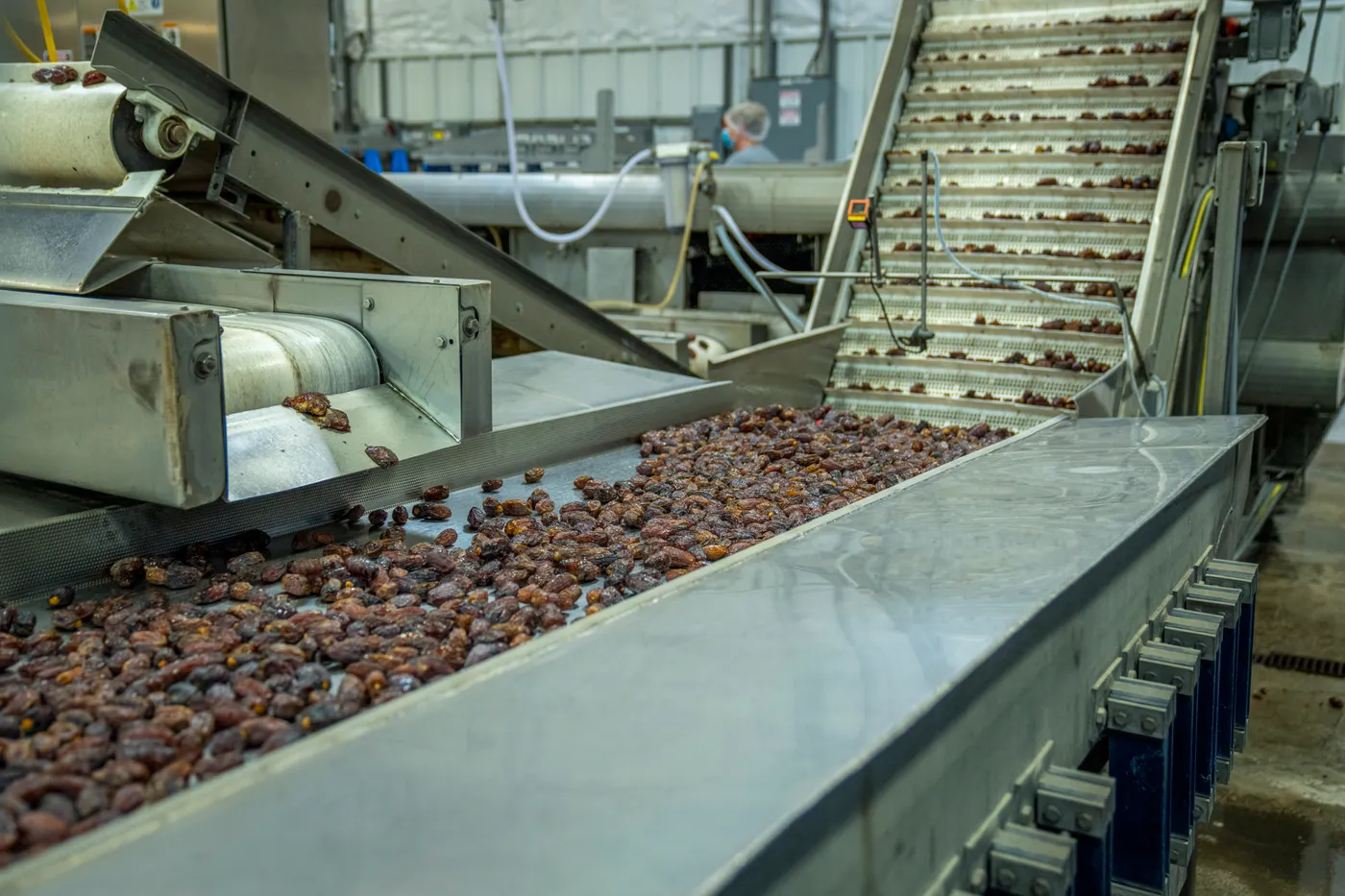 Dates moving along stainless steel conveyors and sorting machinery on a food production line